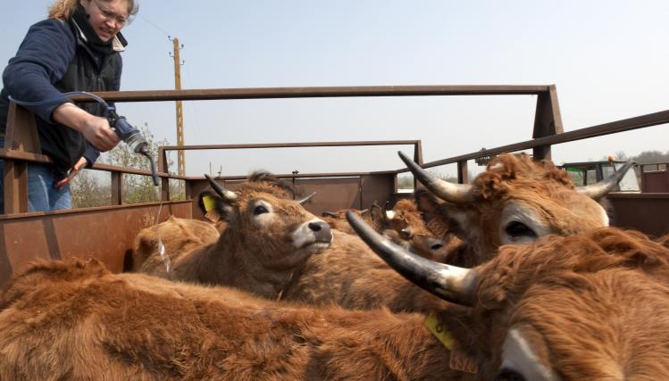 Une agricultrice, perchée sur une bétaillère, asperge d'un produit des vaches rousses.