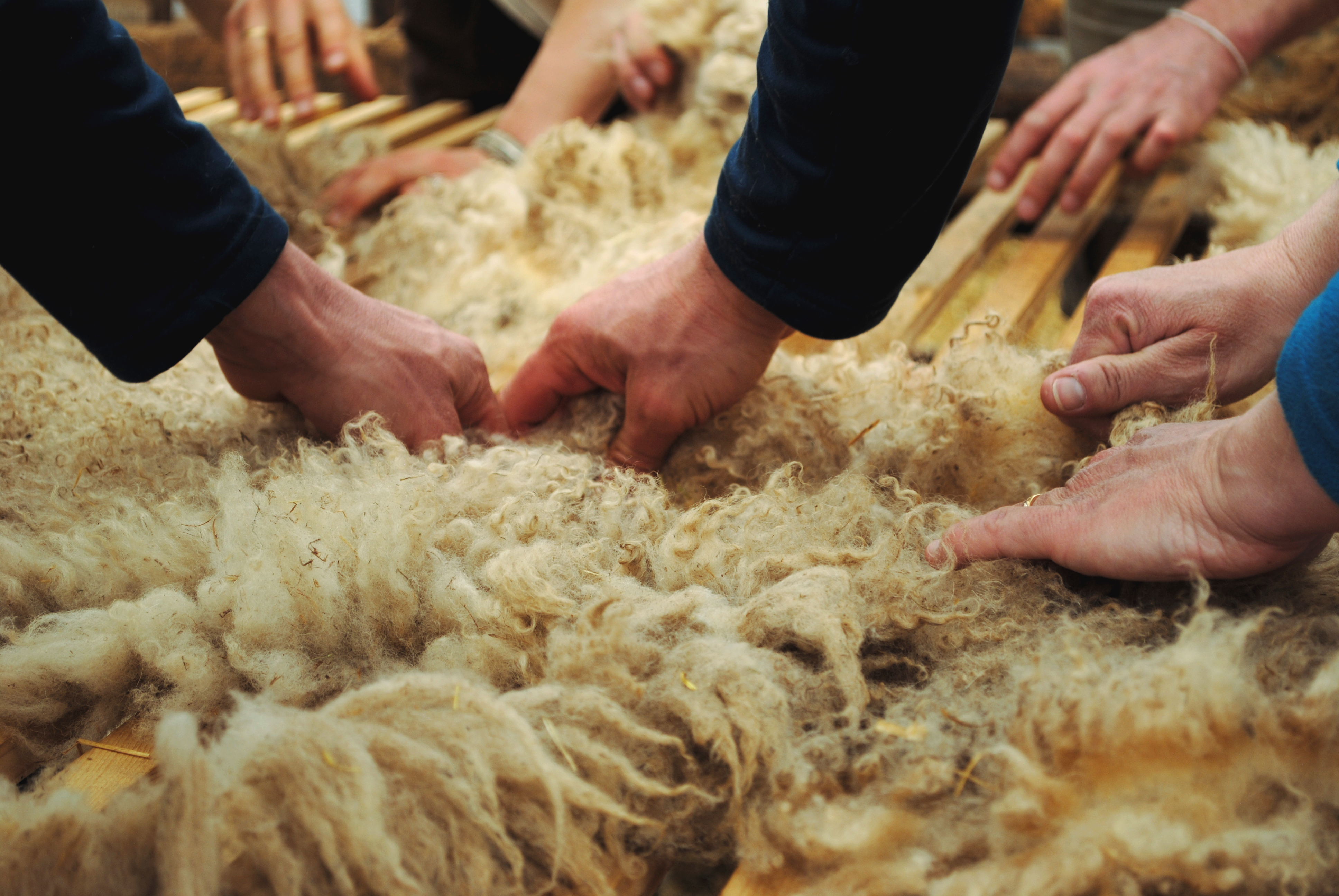 Gros plan sur des mains en train de trier de la laine de mouton